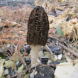 <b>Date:</b> Mars 2016<br><b>Location:</b> Salhieh Liban Sud<br>