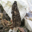 <b>Date:</b> Mars 2016<br><b>Location:</b> Salhieh Liban Sud<br>